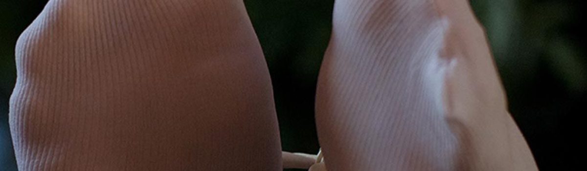 EL COMPROMISO DE LAS SOMBRAS; el transitar del alma