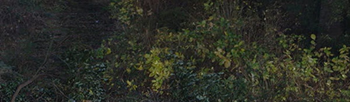 TAMING THE GARDEN; entre el cielo y la tierra