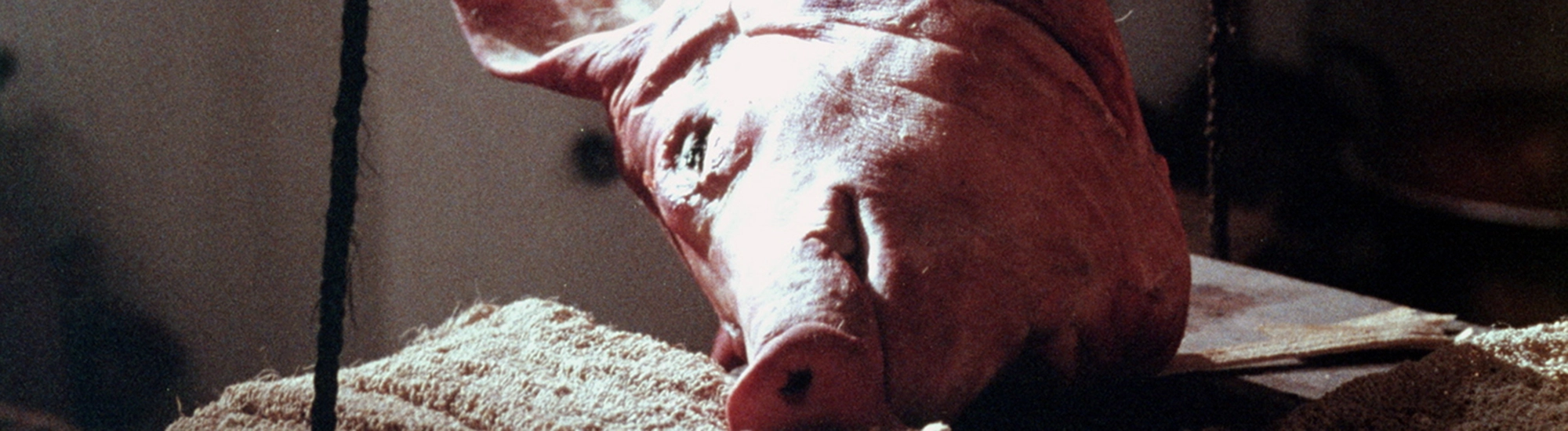 Monjas coronadas Monjas coronadas