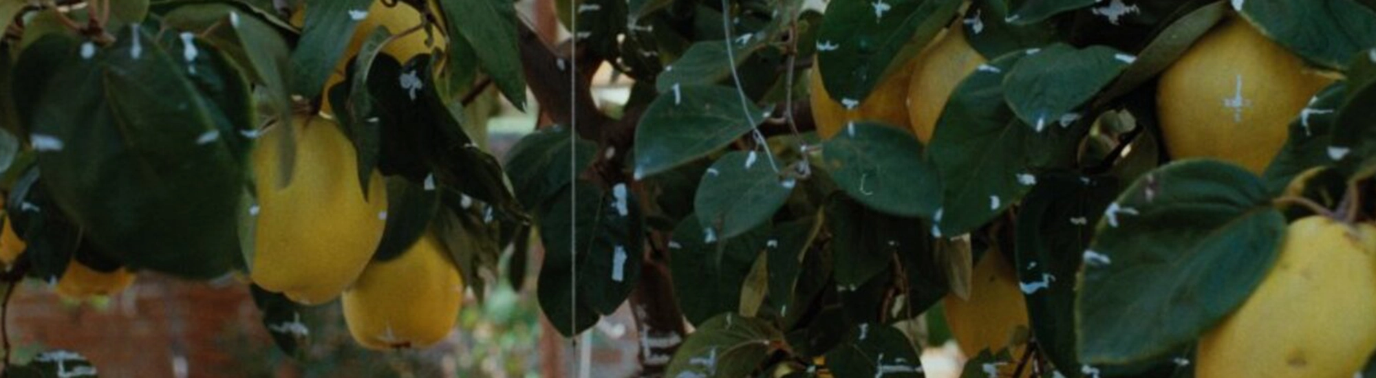 El sol del membrillo El sol del membrillo